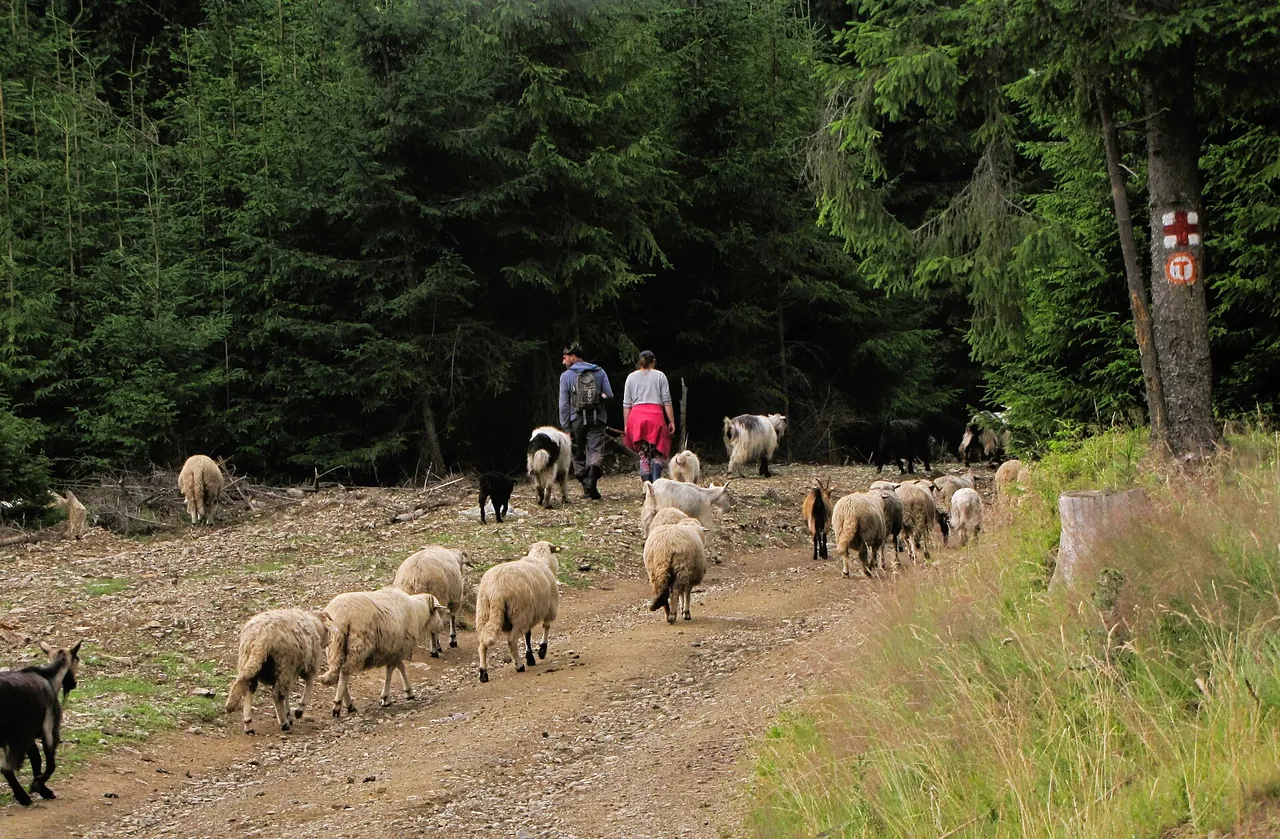 Drumeți și o turmă de oi pe Via Transilvanica, în Bucovina